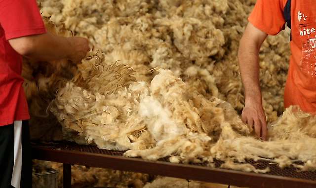 Sorting greasy wool fleeces 4/4
