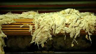 Exit of the washed wool from the drying block 3/3