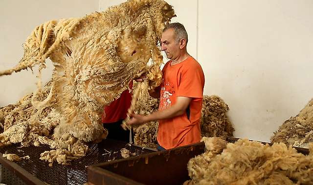 Sorting greasy wool fleeces 2/4