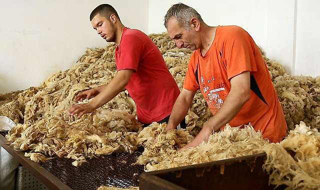 Sorting greasy wool fleeces 1/4