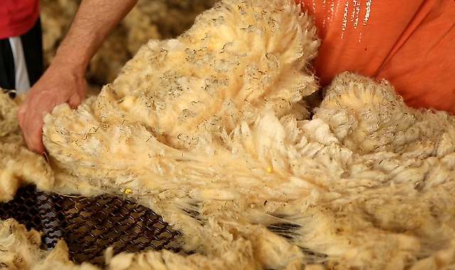 Sorting greasy wool fleeces 3/4