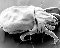 The problem of dust mites in bedding