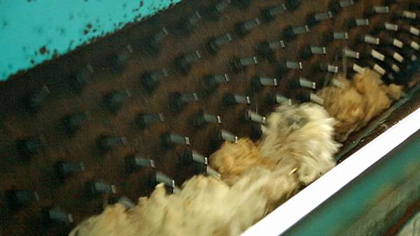 Close-up of the teeth of the roller inside the opener.