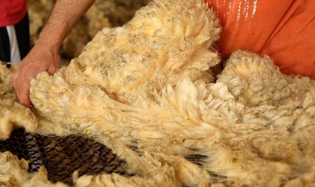 Sorting greasy wool fleeces 3/4