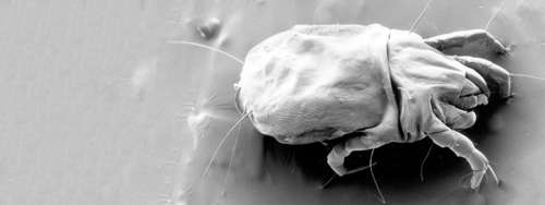 The problem of dust mites in bedding