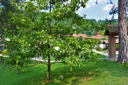 The magnificent and peaceful garden of the monastery Ćelije 4/9