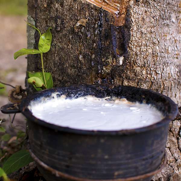 Natural latex from rubber trees