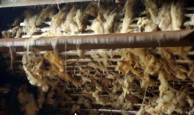Driving of the wool by the loader and introduction into the soaking tank 1/4