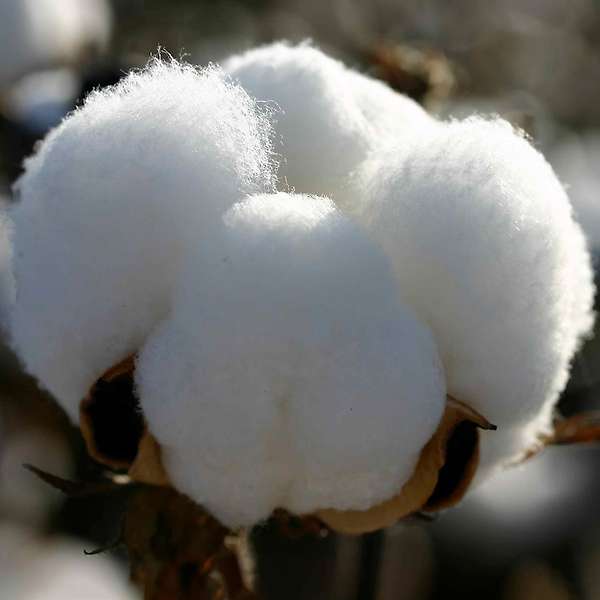 Natural organic cotton