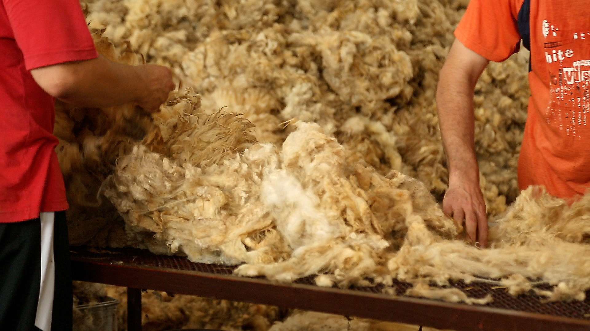 La laine de mouton industrielle de lavage et nettoyage de la machine (WSSS)  - Chine Lavage de laine, de la laine