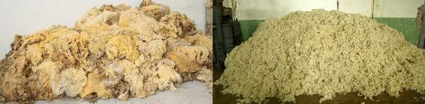Contrasting greasy wool before sorting and the wool after scouring.