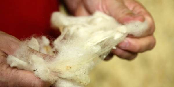Detail on the wool resulting from the washing.