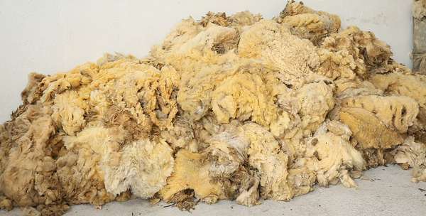 Greasy wool fleeces before sorting.