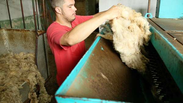 Introduction of wool in the opener.