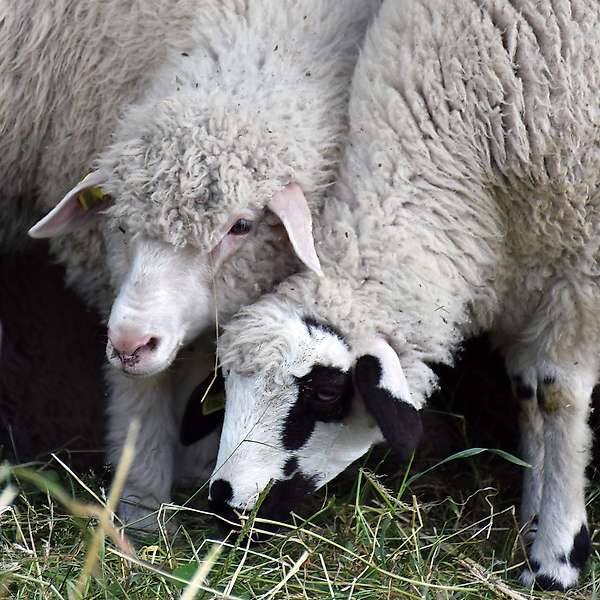 Natural wool from Serbian sheep