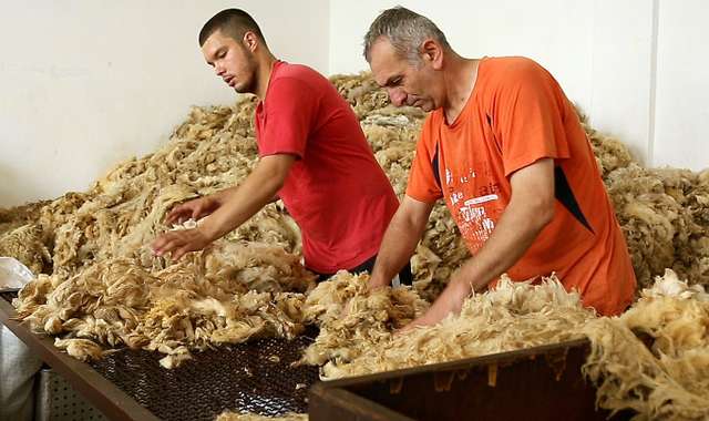 Sorting greasy wool fleeces 1/4