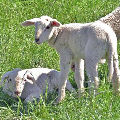 Mulesing-free