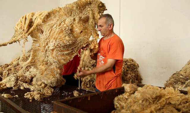 Sorting greasy wool fleeces 2/4