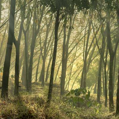 FSC-certified natural rubber