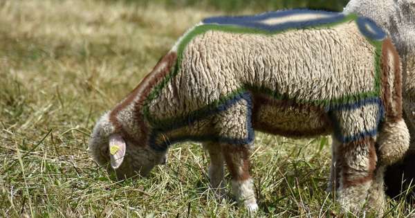 Areas of different qualities on the same fleece. In green areas of better qualities, blue less good and brown the least qualitative.